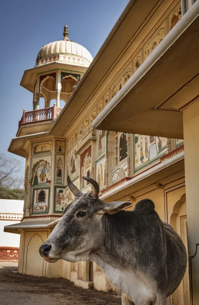 Hindistan, rajasthan, jaipur, sisodia Sarayı'nda bir inek — Stok fotoğraf