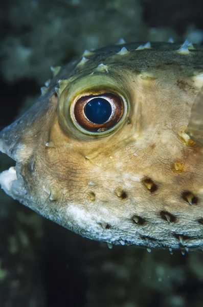SUDÁN, Mar Rojo, U.W. foto, cabeza de pez globo — Foto de Stock