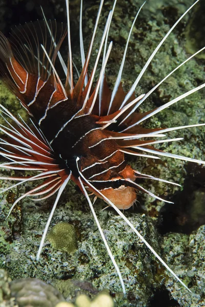 SUDÃO, Mar Vermelho, U.W foto, Lion fish — Fotografia de Stock