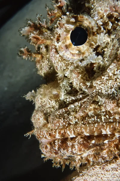 SUDAN, Red Sea, U.W. photo, tropical Scorpion fish — Stock Photo, Image