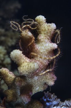 Sudan, Kızıldeniz, UW fotoğraf, yumuşak mercan üzerinde Dijana (encrinus sp.)