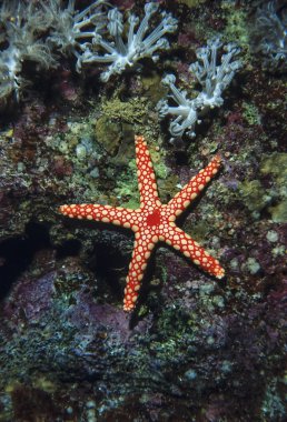Sudan, Kızıldeniz, UW fotoğraf, tropikal deniz yıldızı ve yumuşak mercanlar