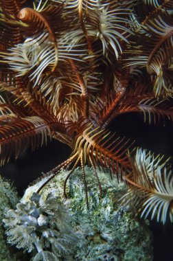 Sudan, Kızıldeniz, UW fotoğraf, yumuşak mercan üzerinde Dijana (encrinus sp.)
