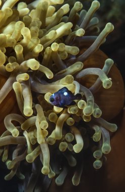 Sudan, Kızıldeniz, UW fotoğraf, genç palyaço balığı (amphiprion melanopus) ve anemonefish