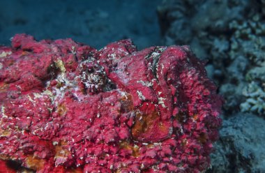 SUDAN, Red Sea, U.W. photo, Stonefish (Synanceia verrucosa)