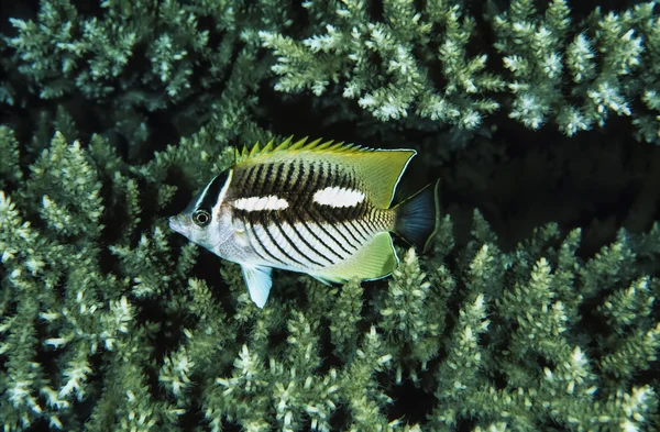 SUDAN, Red Sea, U.W. photo, tropical fish and soft coral — Stock Photo, Image