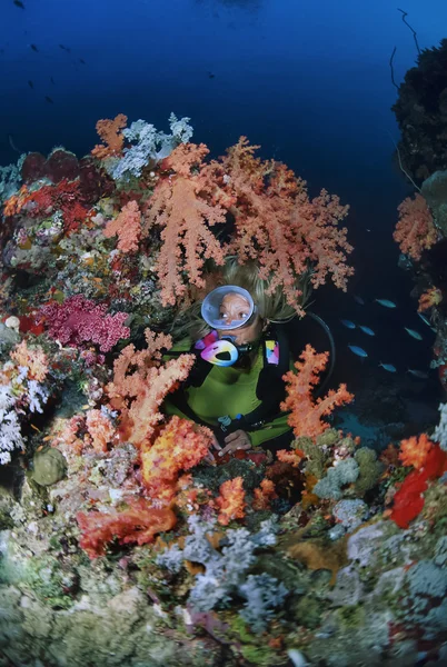 СУДАН, Красное море, риф Санганеб, аквалангист и мягкие кораллы — стоковое фото
