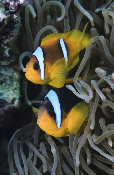 Súdán, Rudé moře, u.w. fotografie, pár očkatý (amphiprion melanopus) a anemonefish — Stock fotografie