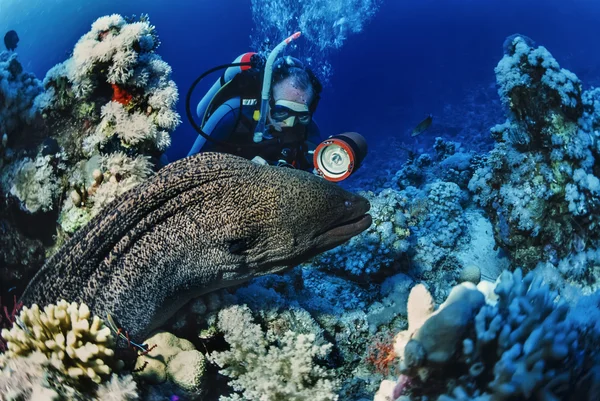 Sudan, Kızıldeniz, UW fotoğraf, tropikal Müren balığı ve scuba diver