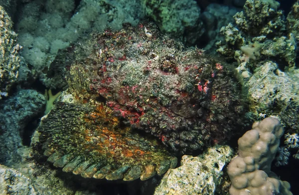 SUDÁN, Mar Rojo, U.W. foto, Pez piedra (Synanceia verrucosa ) — Foto de Stock