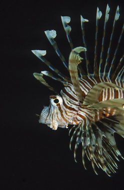 Sudan, Kızıldeniz, u.w fotoğraf, iskorpit (pterois radiata)