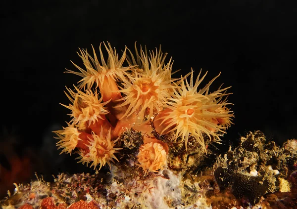 苏丹，红海，五颜六色的照片，黄色群集海葵 (parazoanthus axinellae) — 图库照片