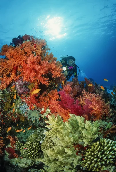 Sudan, röda havet, u.w. foto, dykare och tropiska alcyonarian (mjuk korall) — Stockfoto