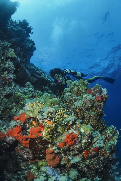 Súdán, Rudé moře, u.w. fotografie, potápěč na útesu s tropickým anthias a oheň korálů (millepora complanata) — Stock fotografie