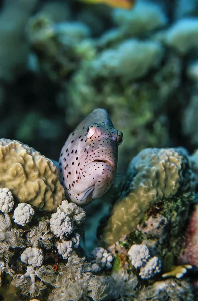 SUDAN, Red Sea, U.W. photo, small tropical spotted grouper — Stock Photo, Image