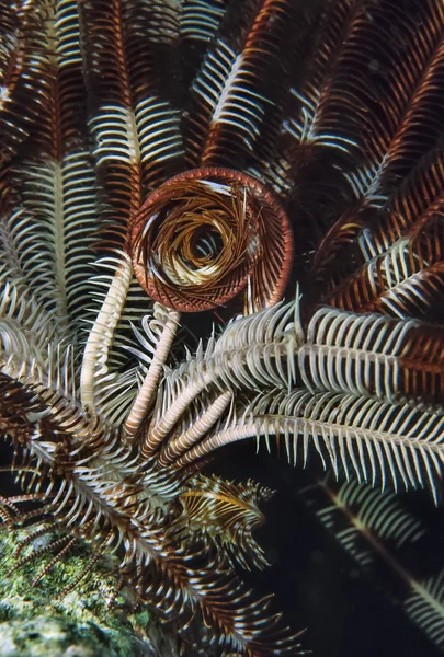 SUDAN, Marea Roșie, U.W. fotografie, un Crinoid (Encrinus sp.) pe coral moale — Fotografie, imagine de stoc