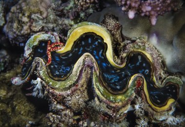 Sudan, Kızıldeniz, UW fotoğraf, tridacna kabuk (tridacne gigas) ile küçük bir tropikal deniz yıldızı