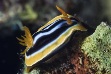 Sudan, Kızıldeniz, UW fotoğraf, tropik omurgasızını