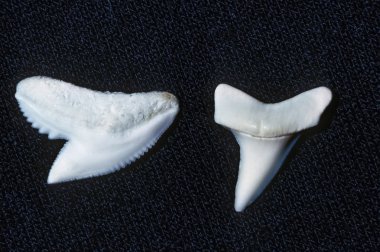 Köpekbalığı Dişleri