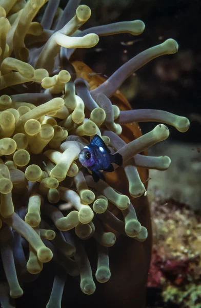 Súdán, Rudé moře, u.w. fotografie, mladý očkatý (amphiprion melanopus) a anemonefish — Stock fotografie