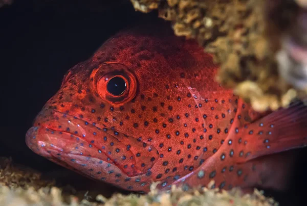 Soedan, rode zee, u.w. foto, tropische red spotted grouper (epinephelus sp.) — Stockfoto