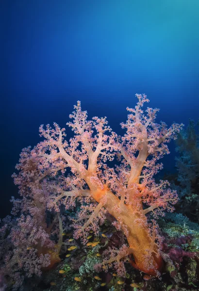 SUDAN, Red Sea, U.W. photo, tropical alcyonarian (soft coral) — Stock Photo, Image