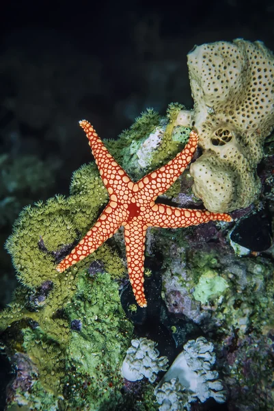 Soedan, rode zee, u.w. foto, tropische zeester, zachte koralen en een spons — Stockfoto