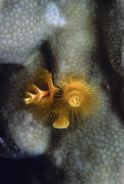 Sudan, röda havet, u.w. foto, tropiska spirograph (sabella sp.) — Stockfoto