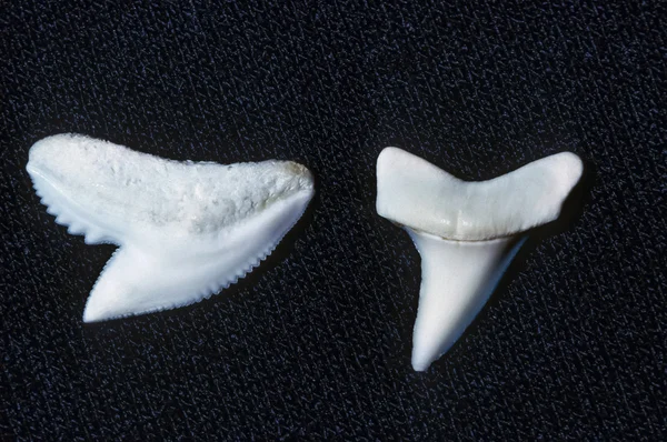 Dentes de tubarão — Fotografia de Stock