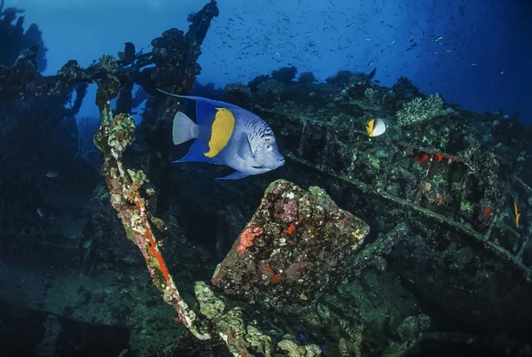 Soedan, rode zee, u.w. foto, Umbrië wrak, een duiker in het gezonken schip — Stockfoto