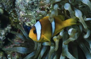 palyaço balığı ve anemonefish