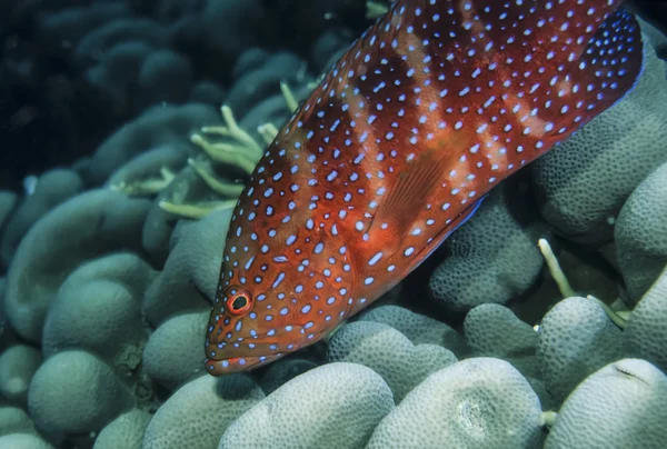 Röd grouper — Stockfoto