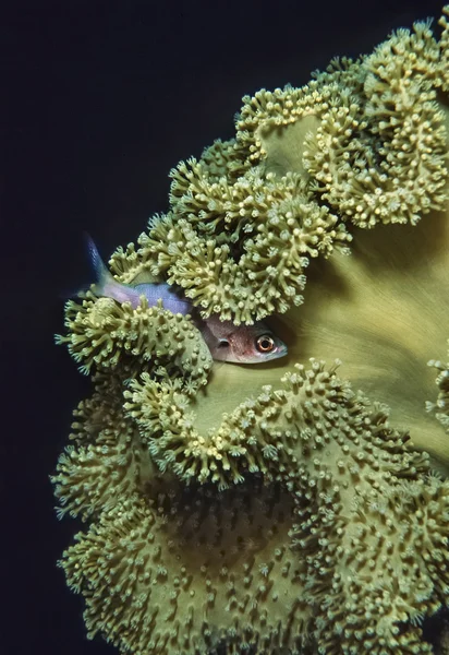 Un petit poisson tropical — Photo