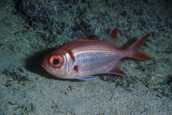 Soldierfish — Stock Fotó