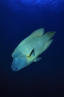 Humphead wrasse
