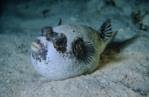 Poisson ballon — Photo