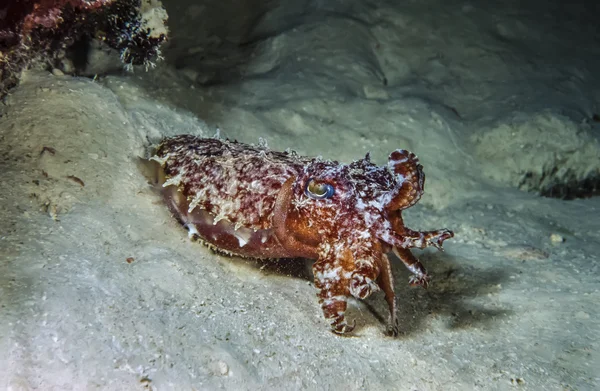 Cuttlefish — Stock Photo, Image