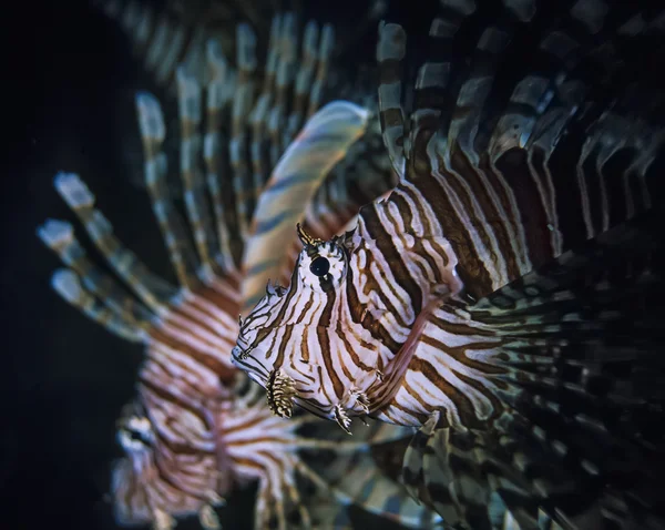 Scorpion fish — Stock Photo, Image