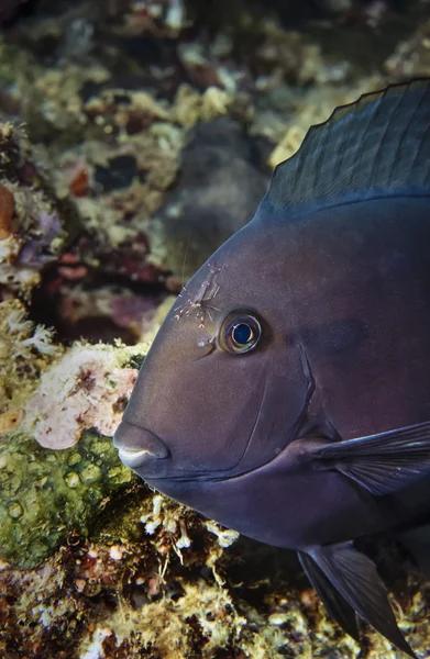 Černý surgeonfish — Stock fotografie