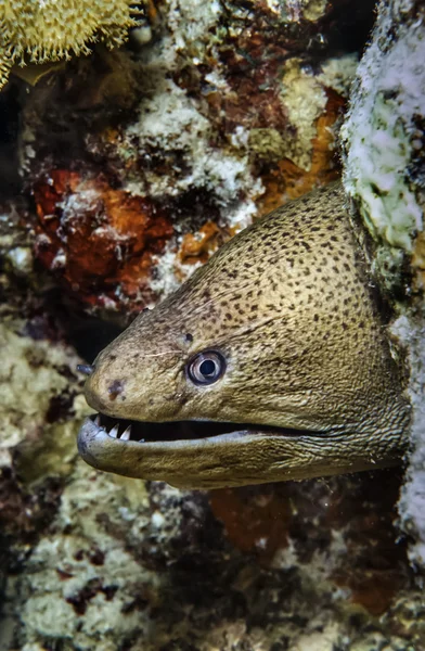 Trópusi moray angolna — Stock Fotó