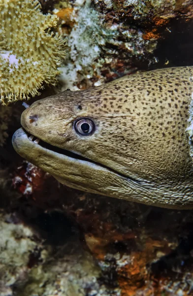 Tropikal Müren balığı — Stok fotoğraf