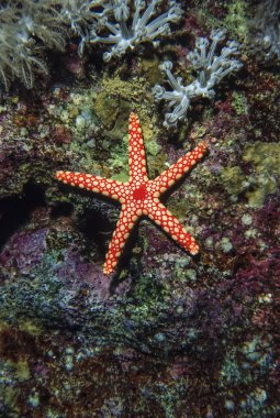Sudan, Kızıldeniz, UW fotoğraf, tropikal deniz yıldızı