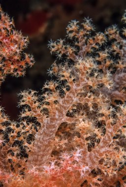 Sudan, Kızıldeniz, UW fotoğraf, tropik alcyonarian (yumuşak mercan)