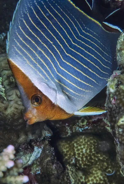 Soedan, rode zee, u.w. foto, orangeface koraalvlinder (chaetodon larvatus) — Stockfoto