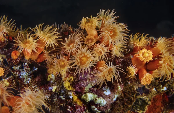 SUDÁN, Mar Rojo, U.W. foto, Anémona de racimo amarillo (Parazoanthus axinellae ) — Foto de Stock