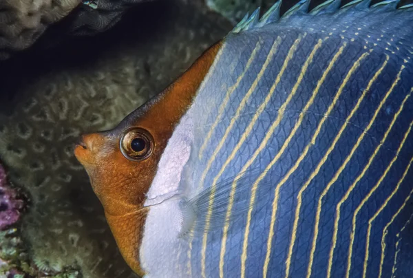 苏丹，红海，五颜六色的照片，orangeface 鱼 （chaetodon larvatus) — 图库照片