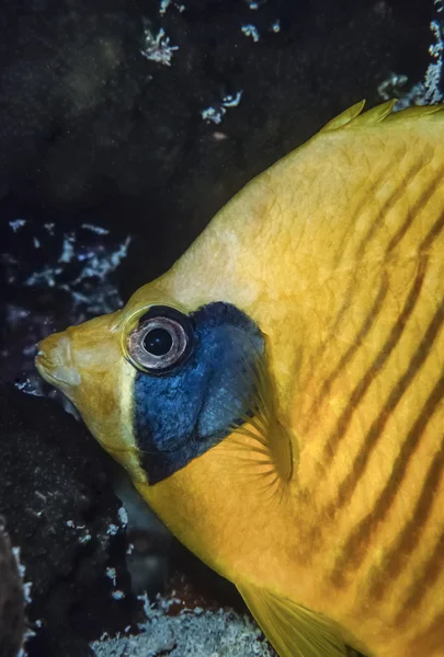 苏丹、 红海，五颜六色的照片，蒙面鱼 (chaetodon semilarvatus) — 图库照片