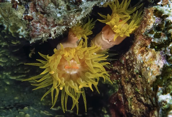 SUDÁN, Mar Rojo, U.W. foto, Anémona de racimo amarillo (Parazoanthus axinellae ) —  Fotos de Stock