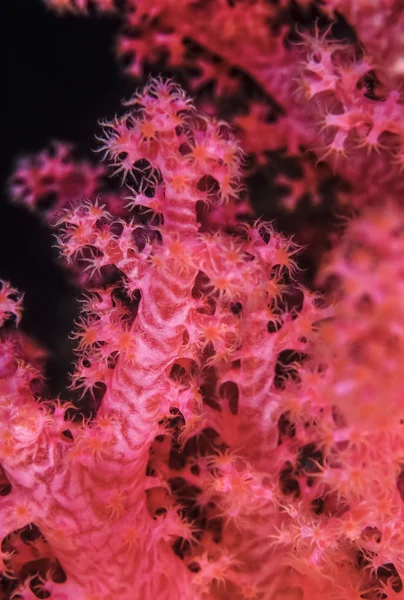 SUDÁN, Mar Rojo, U.W. foto, alcyonarian tropical (coral suave ) — Foto de Stock