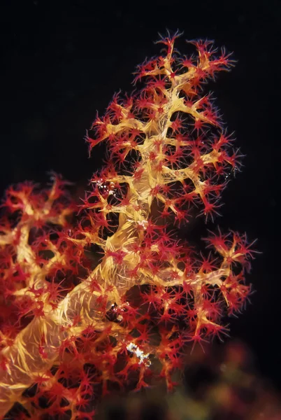 SUDÁN, Mar Rojo, U.W. foto, alcyonarian tropical (coral suave ) — Foto de Stock